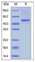 SDS-PAGE (TNFSF14-552H).jpg
